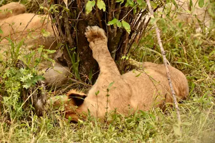 Safari Masai Mara 041