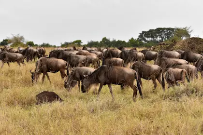 Safari Masai Mara 073