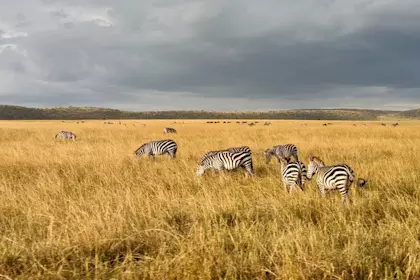 Safari Masai Mara 104