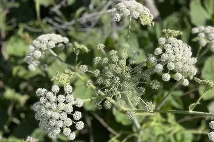 EF868D15 082E 481E B831 B7BD3C1CCDC4