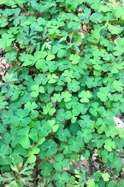 89E1B219 65CB 4477 A052 27F2F926E6EB