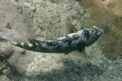 B7257B54 83F5 41F6 BCDB 7FB20289037E