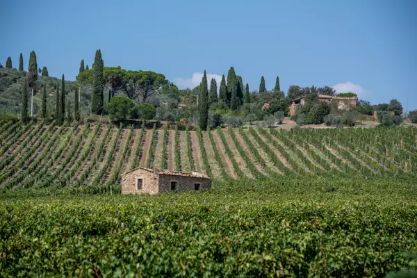 Weinberg im Val d‘Orcia in der Toskana