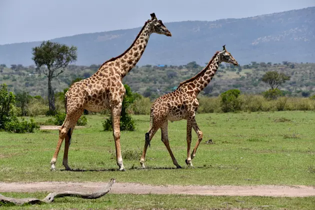 Giraffen in der Masai Mara, Kenia