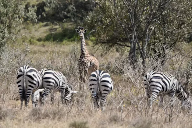 Giraffen und Zebras leben friedlich zusammen im Hell‘s Gate National Park, Kenia