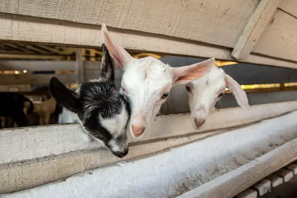 Ziegen auf einer Farm in der Nähe von Vinales