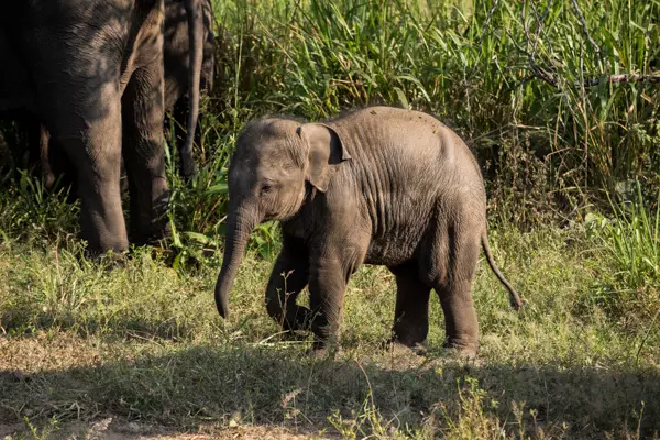 Elefant im Huluru Eco Park in der Nähe von Habarana, Sri Lanka