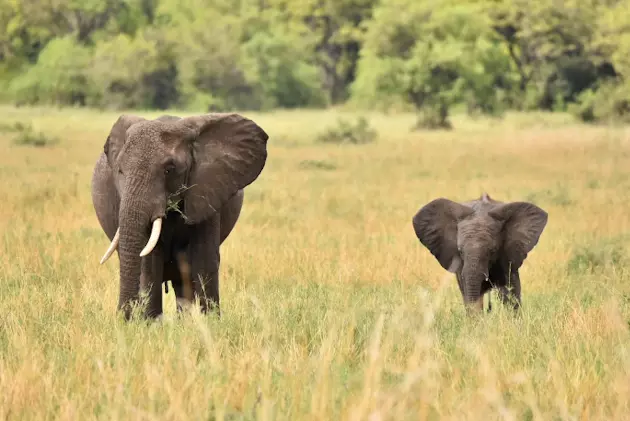 Elefanten in der Serengeti, Tansania
