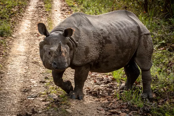 Panzernashorn im Chitwan Nationalpark, Nepal