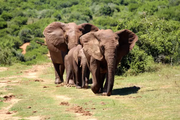 Elefanten im Addo Nationalpark nähe Port Elizabeth, Südafrika