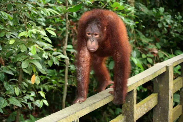 Orang-Utan im Dschungel auf Borneo, Malaysia