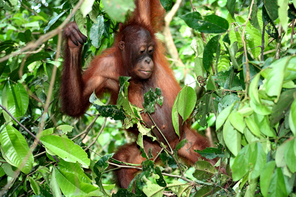 Orang Utan im Sepilok Orangutan Rehabilitation Centre auf Borneo, Malaysia