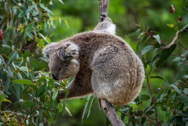Koala im Tower Hill Wildlife Reserve, Victoria, Australien