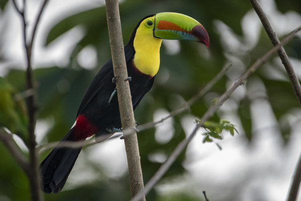 Tukan in La Fortuna, Costa Rica