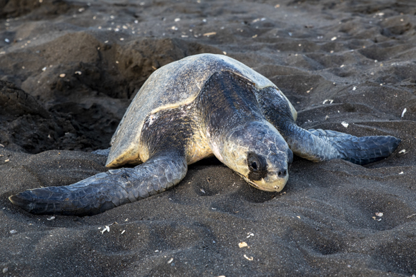 Schildkröte bei Arribada in Ostional, Costa Rica