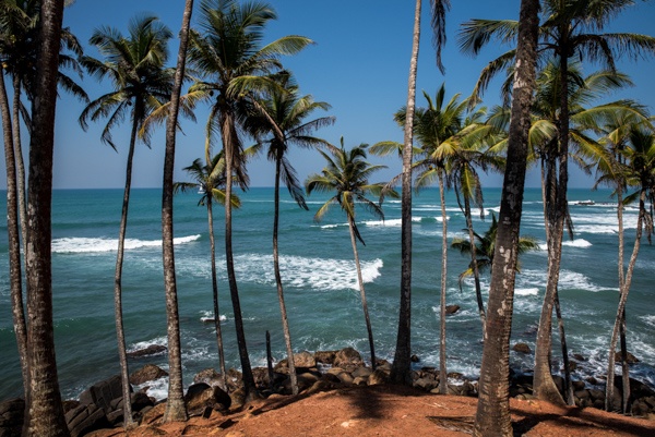 Kokospalmen auf dem Coconut Tree Hill in Mirissa, Sri Lanka