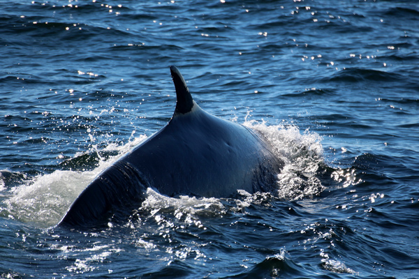 Einst ein alter Jagdhafen, ist Cape Cod heute ein verantwortungsbewusstes Walbeobachtungsziel, Neu England, USA