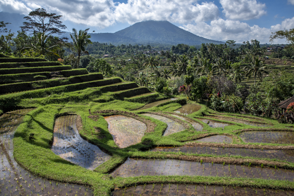 Reisterrassen von Jatiluwih, Bali, Indonesien