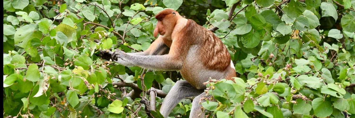 Affen, besonders Nasenaffen und Orang Utans, sind heimisch in Sarawak auf Borneo, Malaysia